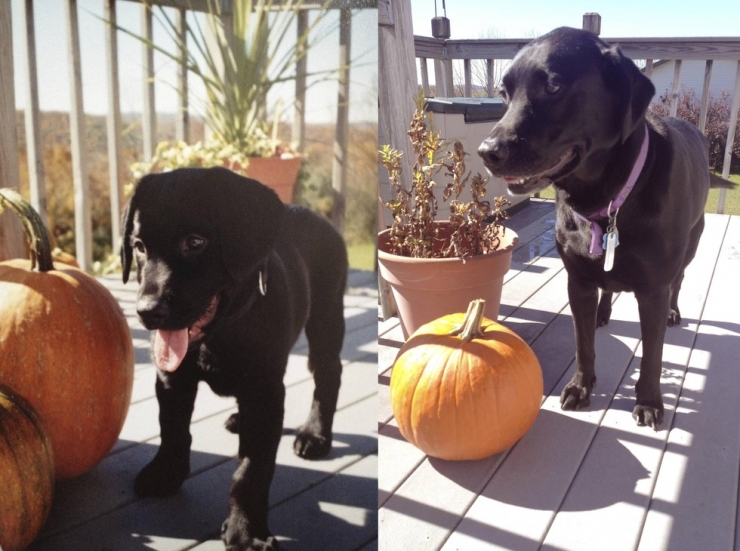 Illustration de l'article : Les chiens aussi ont droit à leurs photos avant/après. Regardez comme ils ont grandi (26 photos)