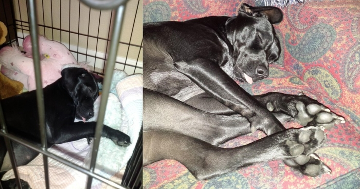 Illustration de l'article : Les chiens aussi ont droit à leurs photos avant/après. Regardez comme ils ont grandi (26 photos)