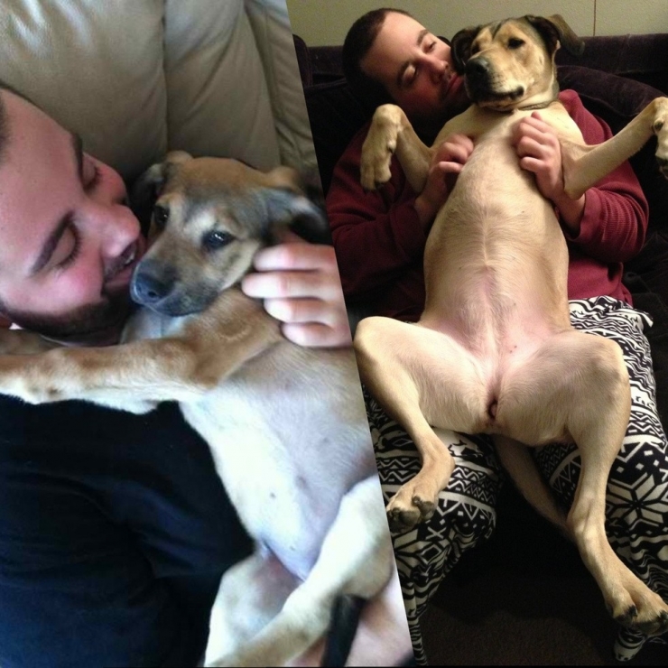 Illustration de l'article : Les chiens aussi ont droit à leurs photos avant/après. Regardez comme ils ont grandi (26 photos)