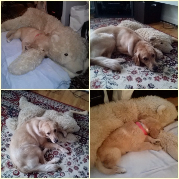 Illustration de l'article : Les chiens aussi ont droit à leurs photos avant/après. Regardez comme ils ont grandi (26 photos)