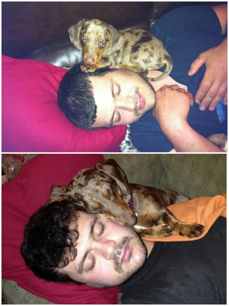 Illustration de l'article : Les chiens aussi ont droit à leurs photos avant/après. Regardez comme ils ont grandi (26 photos)