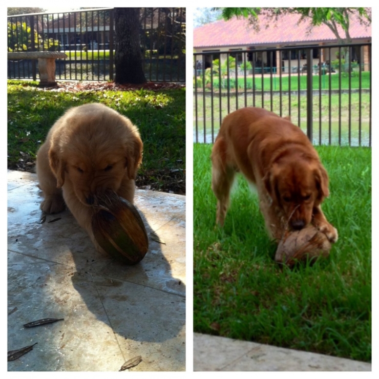 Illustration de l'article : Les chiens aussi ont droit à leurs photos avant/après. Regardez comme ils ont grandi (26 photos)