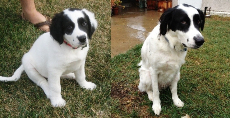 Illustration de l'article : Les chiens aussi ont droit à leurs photos avant/après. Regardez comme ils ont grandi (26 photos)