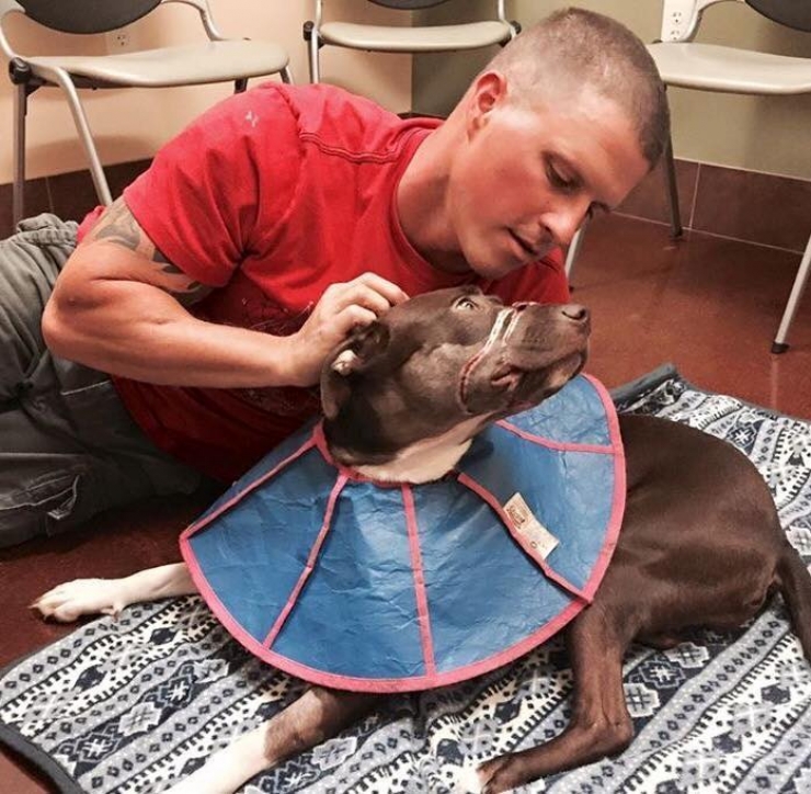 Illustration de l'article : Des nouvelles de Caitlyn, cette adorable chienne qui avait &eacute;t&eacute; mutil&eacute;e et qui se r&eacute;tablit plut&ocirc;t bien&hellip;