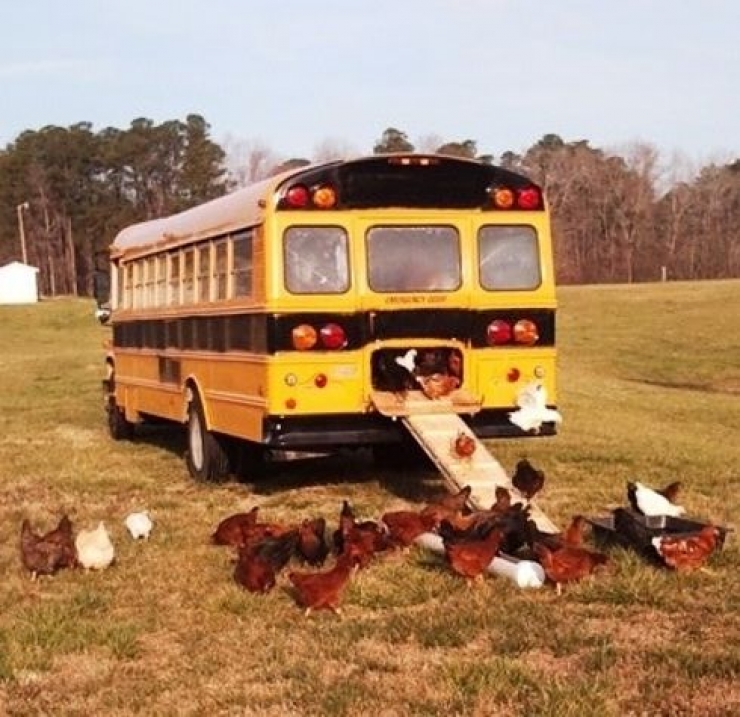 Illustration de l'article : Trouvez votre bonheur &agrave; travers cette s&eacute;lection de 28 poulaillers originaux...