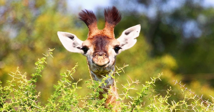 Illustration de l'article : Les girafes disparaissent et visiblement &ccedil;a ne touche pas grand monde...