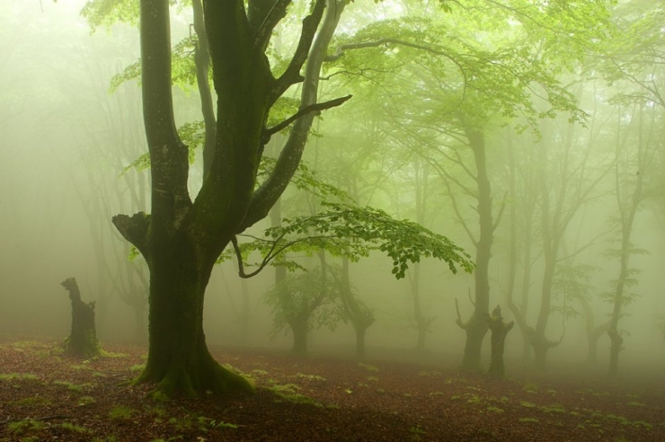 Illustration de l'article : Voici la forêt la plus inquiétante du Pays Basque espagnol