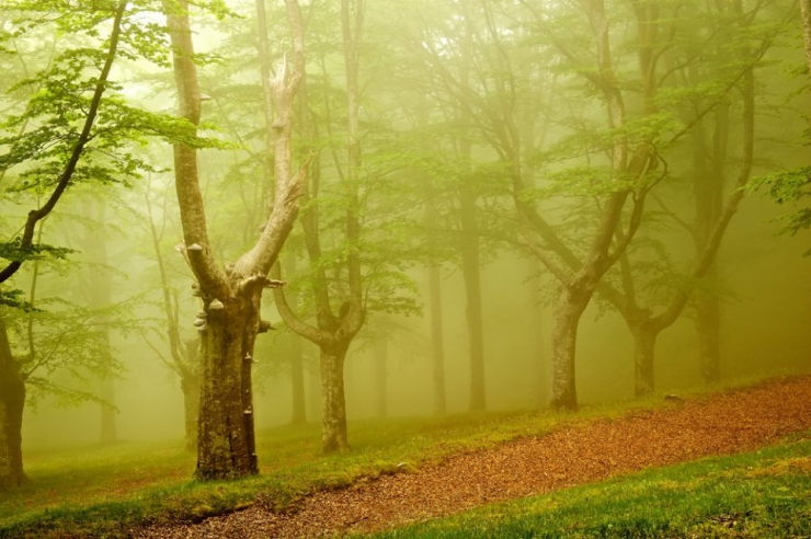 Illustration de l'article : Voici la forêt la plus inquiétante du Pays Basque espagnol