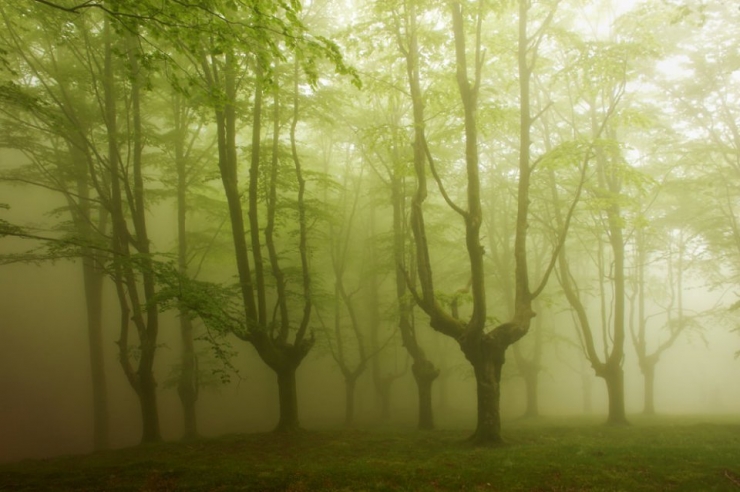 Illustration de l'article : Voici la forêt la plus inquiétante du Pays Basque espagnol