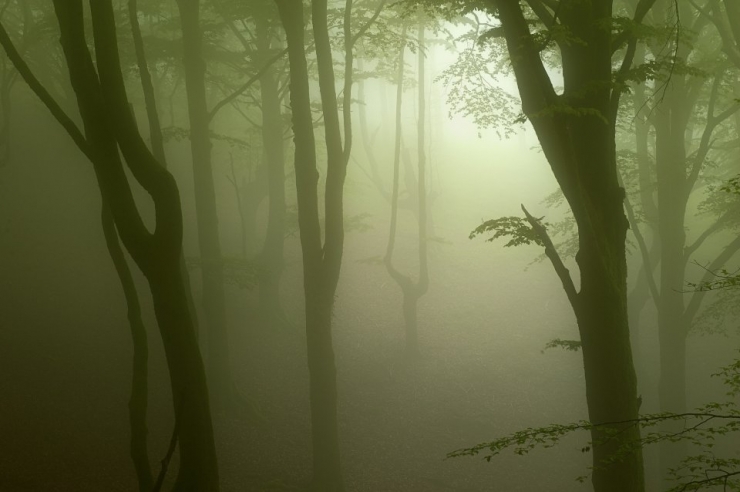 Illustration de l'article : Voici la forêt la plus inquiétante du Pays Basque espagnol