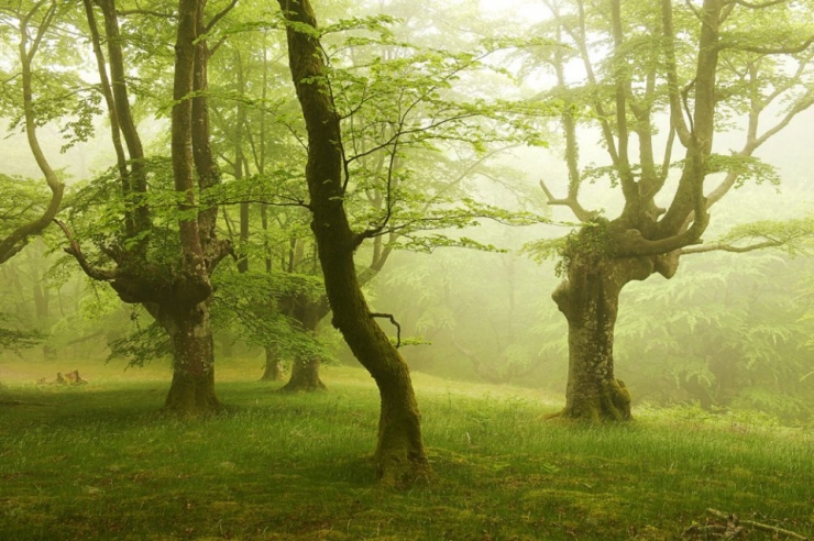 Illustration de l'article : Voici la forêt la plus inquiétante du Pays Basque espagnol