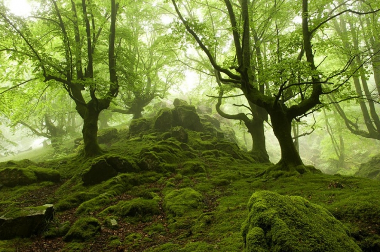 Illustration de l'article : Voici la forêt la plus inquiétante du Pays Basque espagnol