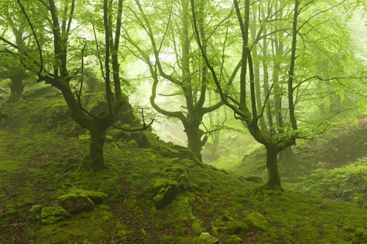 Illustration de l'article : Voici la forêt la plus inquiétante du Pays Basque espagnol