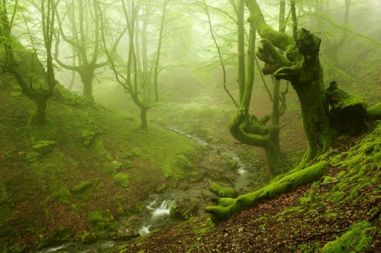 Illustration de l'article : Voici la forêt la plus inquiétante du Pays Basque espagnol