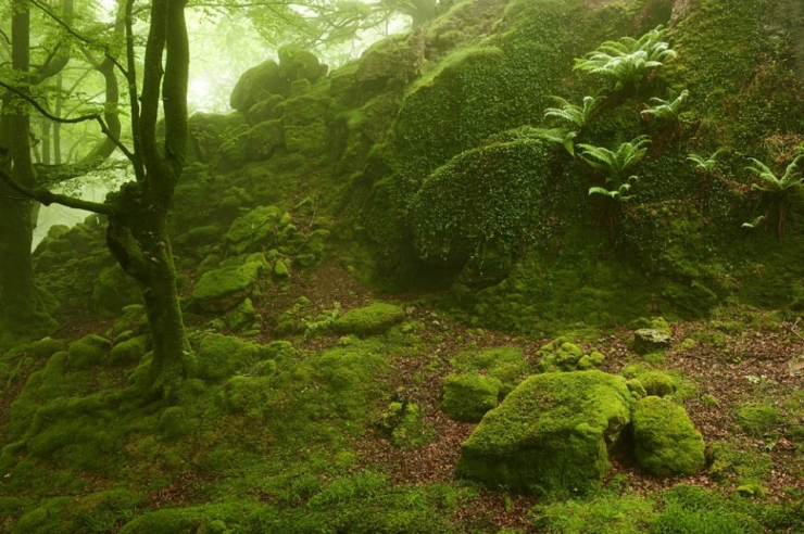 Illustration de l'article : Voici la forêt la plus inquiétante du Pays Basque espagnol