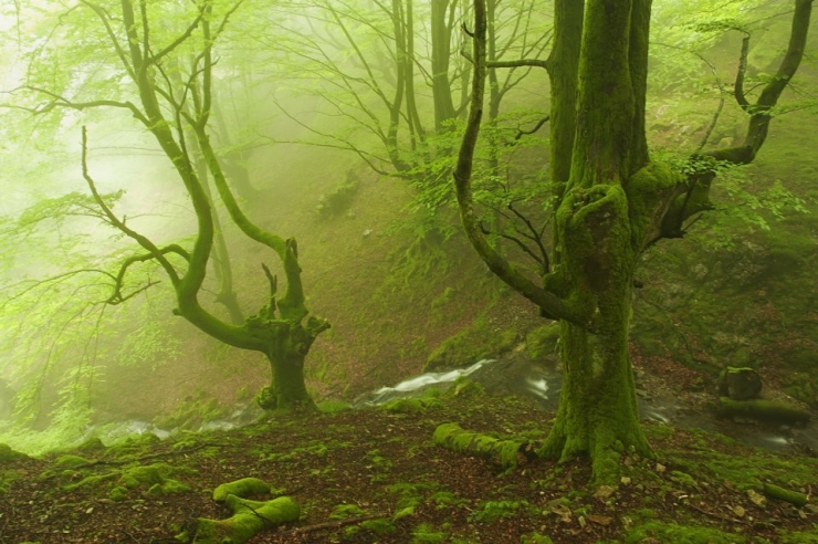 Illustration de l'article : Voici la forêt la plus inquiétante du Pays Basque espagnol