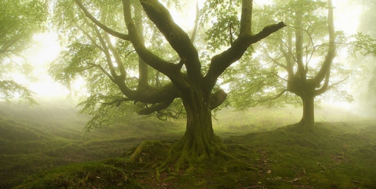 Illustration de l'article : Voici la forêt la plus inquiétante du Pays Basque espagnol