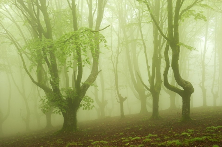 Illustration de l'article : Voici la forêt la plus inquiétante du Pays Basque espagnol