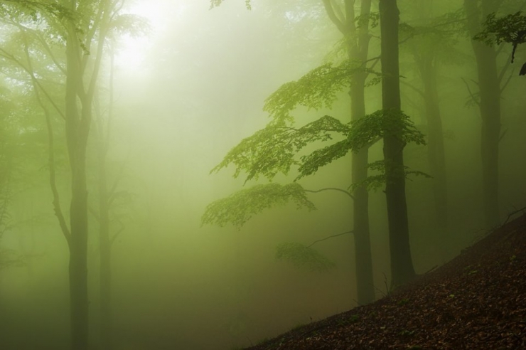 Illustration de l'article : Voici la forêt la plus inquiétante du Pays Basque espagnol