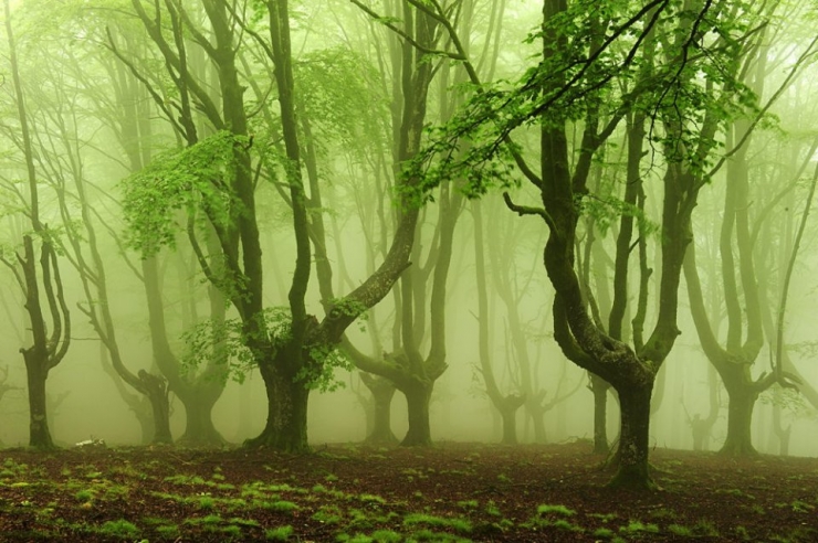 Illustration de l'article : Voici la forêt la plus inquiétante du Pays Basque espagnol
