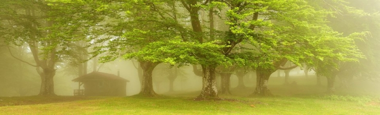Illustration de l'article : Voici la forêt la plus inquiétante du Pays Basque espagnol