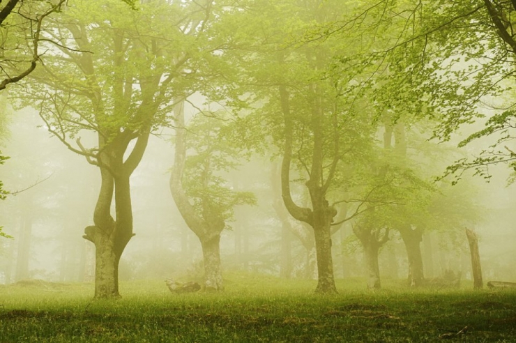 Illustration de l'article : Voici la forêt la plus inquiétante du Pays Basque espagnol