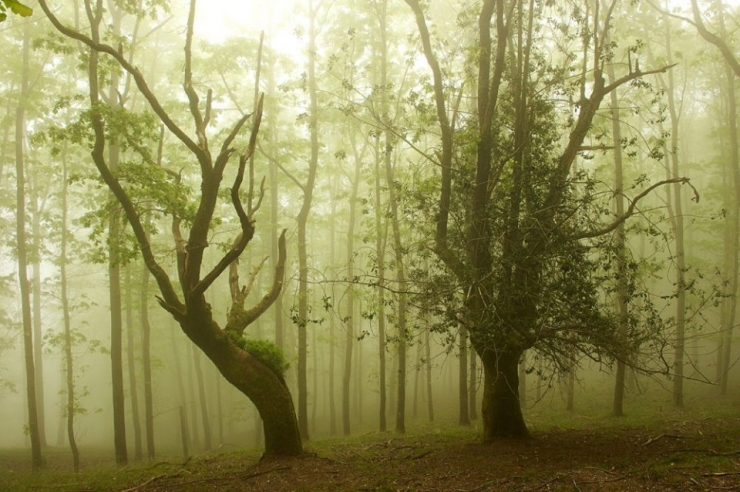 Illustration de l'article : Voici la forêt la plus inquiétante du Pays Basque espagnol