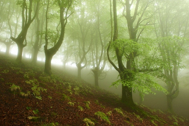 Illustration de l'article : Voici la forêt la plus inquiétante du Pays Basque espagnol