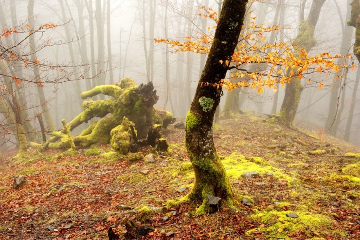 Illustration de l'article : Voici la forêt la plus inquiétante du Pays Basque espagnol