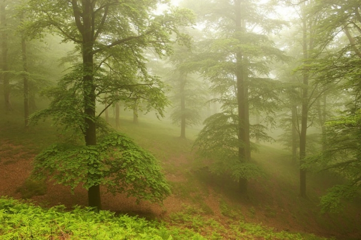 Illustration de l'article : Voici la forêt la plus inquiétante du Pays Basque espagnol