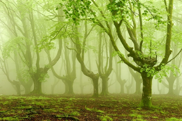 Illustration de l'article : Voici la forêt la plus inquiétante du Pays Basque espagnol