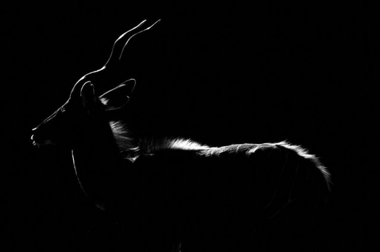 Illustration de l'article : D'incroyables photos d'animaux en noir et blanc... C'est captivant...