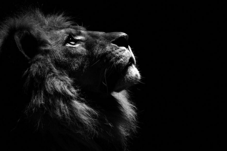 Illustration de l'article : D'incroyables photos d'animaux en noir et blanc... C'est captivant...