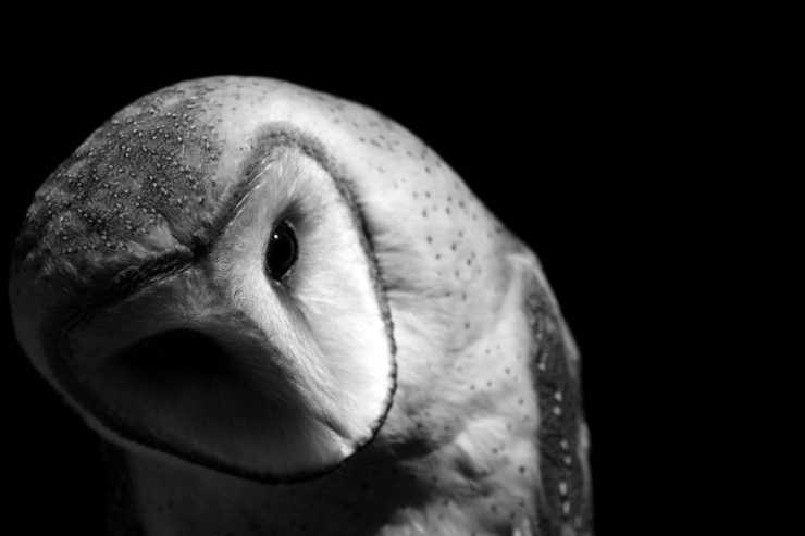 Illustration de l'article : D'incroyables photos d'animaux en noir et blanc... C'est captivant...