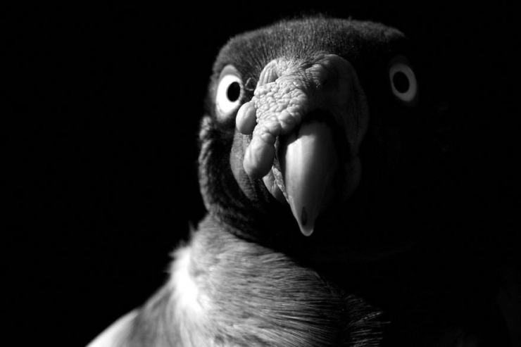 Illustration de l'article : D'incroyables photos d'animaux en noir et blanc... C'est captivant...