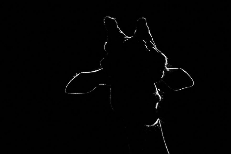 Illustration de l'article : D'incroyables photos d'animaux en noir et blanc... C'est captivant...