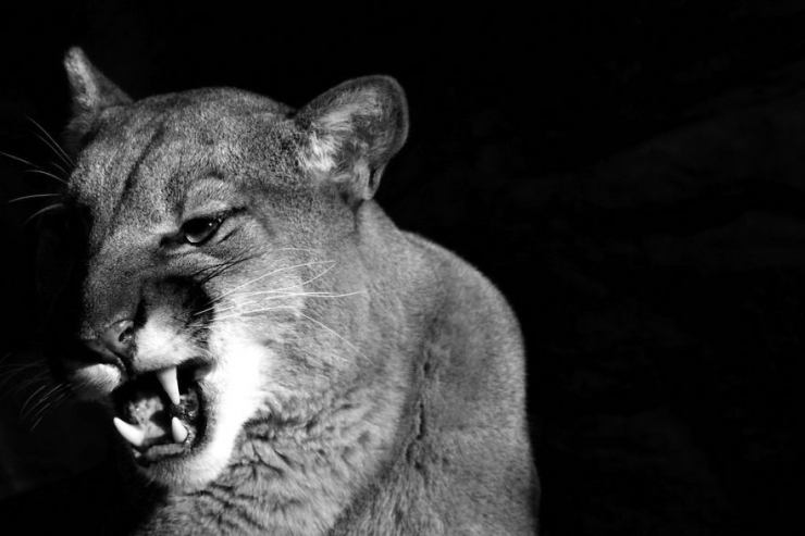 Illustration de l'article : D'incroyables photos d'animaux en noir et blanc... C'est captivant...