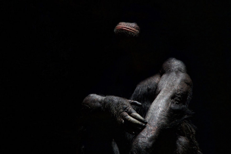 Illustration de l'article : D'incroyables photos d'animaux en noir et blanc... C'est captivant...