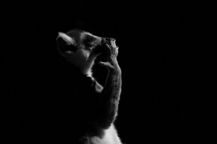 Illustration de l'article : D'incroyables photos d'animaux en noir et blanc... C'est captivant...