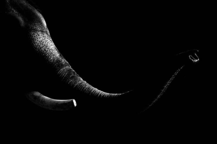 Illustration de l'article : D'incroyables photos d'animaux en noir et blanc... C'est captivant...