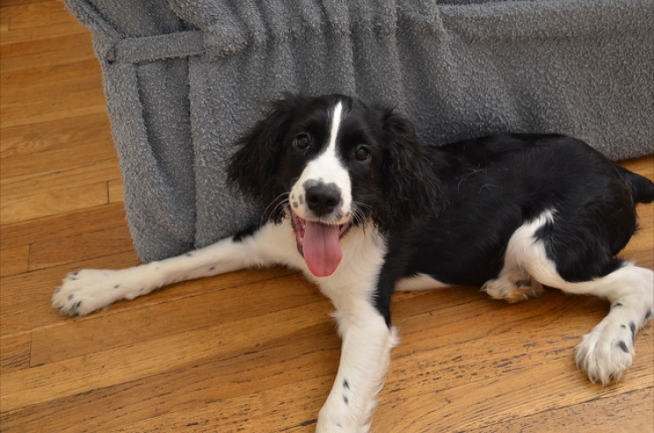 Illustration de l'article : Ces 32 animaux sont heureux et ils ont l'intention de vous donner le sourire !