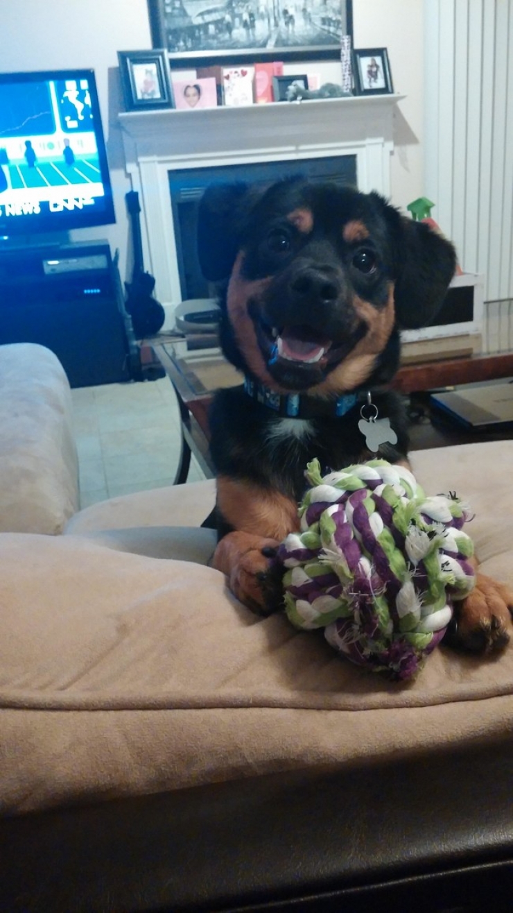 Illustration de l'article : Ces 32 animaux sont heureux et ils ont l'intention de vous donner le sourire !