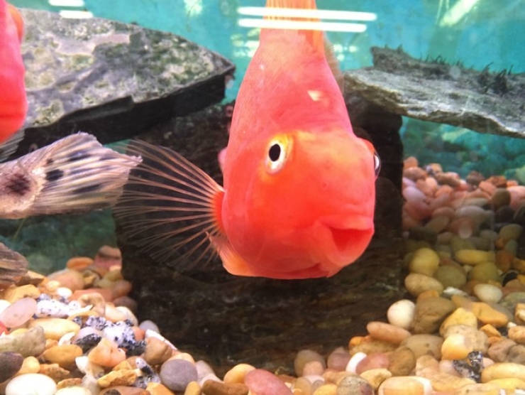 Illustration de l'article : Ces 32 animaux sont heureux et ils ont l'intention de vous donner le sourire !