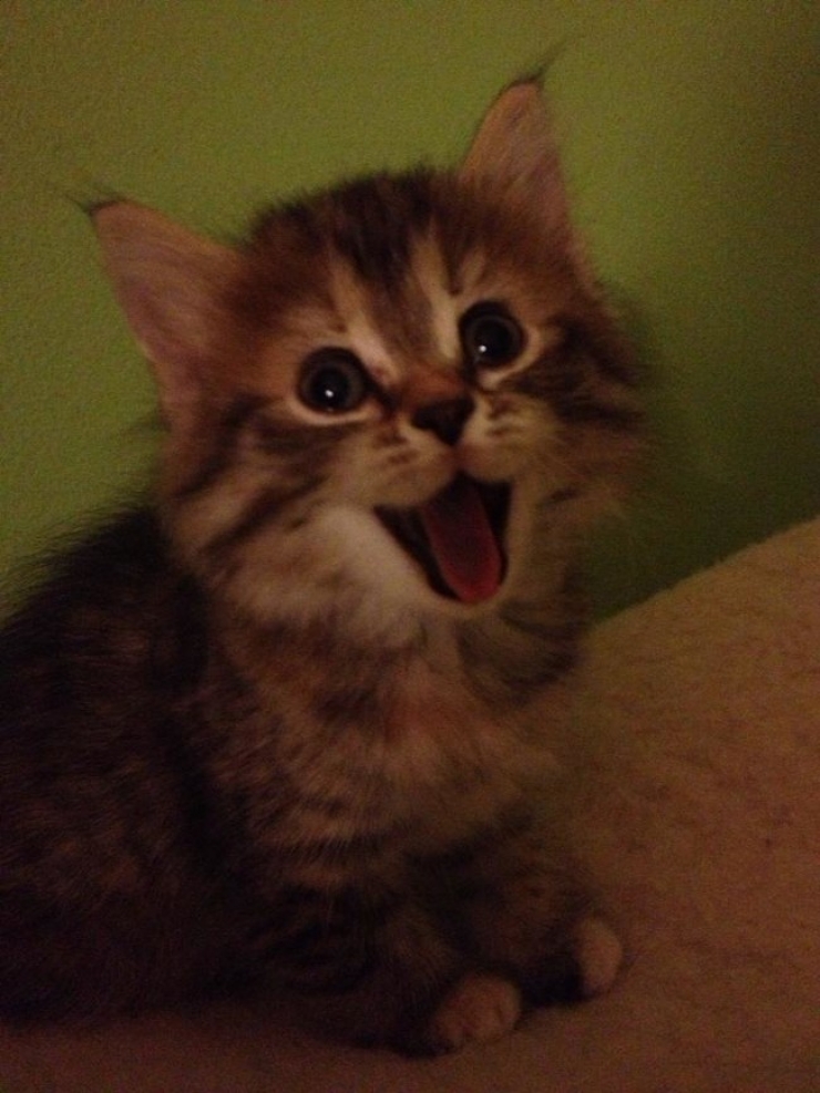 Illustration de l'article : Ces 32 animaux sont heureux et ils ont l'intention de vous donner le sourire !