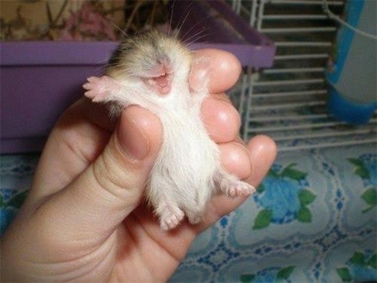 Illustration de l'article : Ces 32 animaux sont heureux et ils ont l'intention de vous donner le sourire !