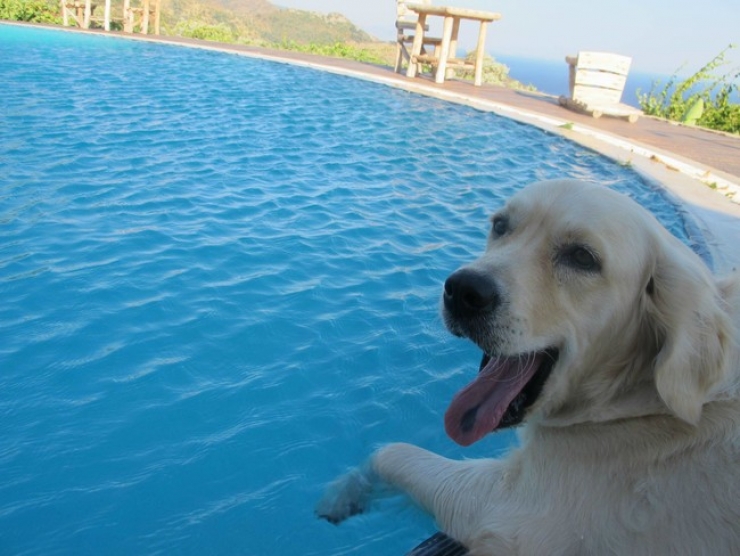 Illustration de l'article : Ces 32 animaux sont heureux et ils ont l'intention de vous donner le sourire !