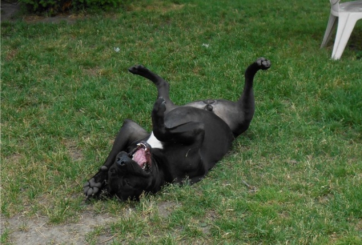 Illustration de l'article : Ces 32 animaux sont heureux et ils ont l'intention de vous donner le sourire !