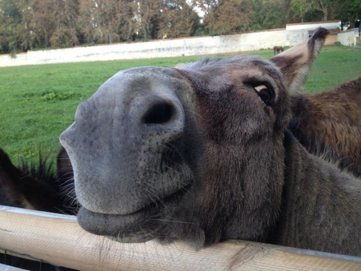 Illustration de l'article : Ces 32 animaux sont heureux et ils ont l'intention de vous donner le sourire !
