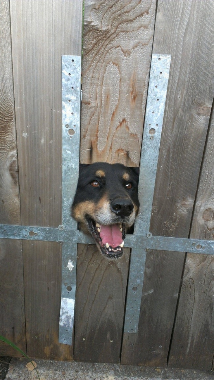 Illustration de l'article : Ces 32 animaux sont heureux et ils ont l'intention de vous donner le sourire !