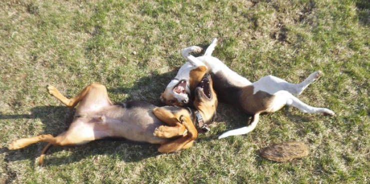 Illustration de l'article : Ces 32 animaux sont heureux et ils ont l'intention de vous donner le sourire !